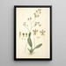 Collectanea botanica Pl27 - John Lindley — framed artwork on a wall