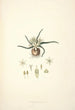 Collectanea botanica Pl28 - John Lindley | Cuadro — vista de la obra