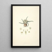 Collectanea botanica Pl28 - John Lindley | Cuadro — cuadro enmarcado en la pared