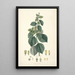 Collectanea botanica Pl29 - John Lindley — framed artwork on a wall