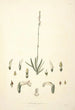 Collectanea botanica Pl30 - John Lindley — vista de la obra