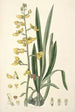 Collectanea botanica Pl31 - John Lindley — vista de la obra