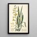 Collectanea botanica Pl31 - John Lindley — cuadro enmarcado en la pared