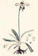 Collectanea botanica Pl32 - John Lindley — vista de la obra