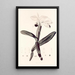 Collectanea botanica Pl33 - John Lindley — framed artwork on a wall