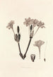 Collectanea botanica Pl34 - John Lindley — vista de la obra