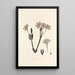 Collectanea botanica Pl34 - John Lindley — cuadro enmarcado en la pared