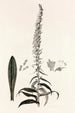Collectanea botanica Pl35 - John Lindley — vista de la obra