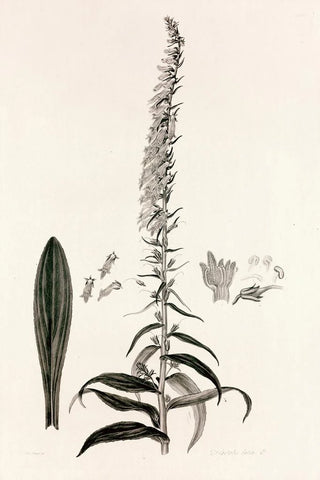 John Lindley - Collectanea botanica Pl35.webp