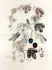 Collectanea botanica Pl. 36 - John Lindley — artwork view