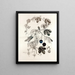 Collectanea botanica Pl. 36 - John Lindley — framed artwork on a wall