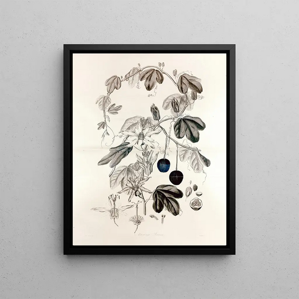 John Lindley - Collectanea botanica Pl36.webp