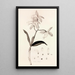 Collectanea botanica Pl37 - John Lindley — cuadro enmarcado en la pared