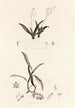 Collectanea botanica Pl39 - John Lindley — vista de la obra