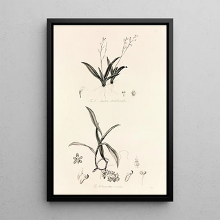 John Lindley - Collectanea botanica Pl39.webp