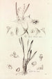 Collectanea botanica Pl41 - John Lindley — vista de la obra