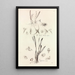 Collectanea botanica Pl41 - John Lindley — cuadro enmarcado en la pared