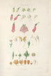 Digitalium monographia Pl01 - John Lindley — vista de la obra