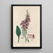 Digitalium monographia Pl02 - John Lindley — cuadro enmarcado en la pared