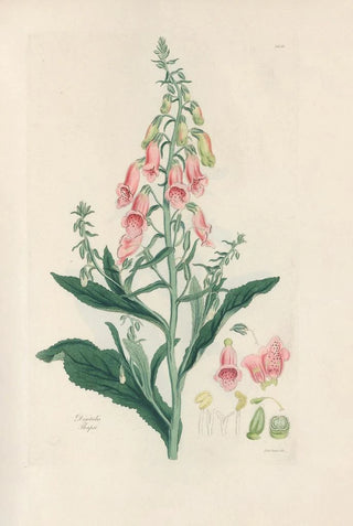 John Lindley - Digitalium monographia Pl03.webp