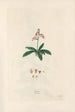 Digitalium monographia Pl06 - John Lindley — vista de la obra