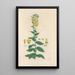 Digitalium monographia Pl07 - John Lindley — cuadro enmarcado en la pared