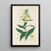 Digitalium monographia Pl08 - John Lindley — cuadro enmarcado en la pared