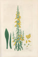 Digitalium monographia Pl10 - John Lindley — artwork view