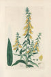 Digitalium monographia Pl11 - John Lindley — artwork view