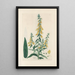 Digitalium monographia Pl11 - John Lindley — framed artwork on a wall