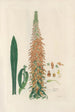 Digitalium monographia Pl12 - John Lindley — artwork view