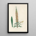 Digitalium monographia Pl13 - John Lindley — cuadro enmarcado en la pared