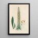 Digitalium monographia Pl14 - John Lindley — cuadro enmarcado en la pared