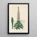 Digitalium monographia Pl15 - John Lindley — cuadro enmarcado en la pared