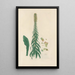 Digitalium monographia Painting Pl17 - John Lindley — framed artwork on a wall