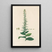 Digitalium monographia Pl18 - John Lindley — cuadro enmarcado en la pared