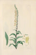 Digitalium monographia Pl19 - John Lindley — artwork view