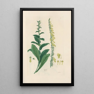 John Lindley - Digitalium monographia Pl21.webp