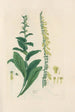 Digitalium monographia Pl21 - John Lindley — artwork view