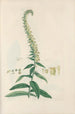 Digitalium monographia Pl23 - John Lindley — vista de la obra