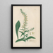 Digitalium monographia Pl24 - John Lindley — framed artwork on a wall