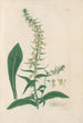 Digitalium monographia Pl24 - John Lindley — artwork view