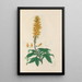 Digitalium monographia Painting Pl27 - John Lindley — framed artwork on a wall