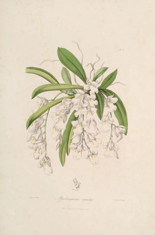 John Lindley - Sertum orchidaceum A wreath of the most beautiful orchidaceous flowers Pl02.webp