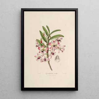 John Lindley - Sertum orchidaceum A wreath of the most beautiful orchidaceous flowers Pl03.webp