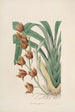 Sertum orchidaceum Una corona de las flores de orquídea más bellas Pl04 - John Lindley — vista de la obra