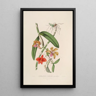 John Lindley - Sertum orchidaceum A wreath of the most beautiful orchidaceous flowers Pl05.webp