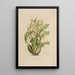 Sertum orchidaceum Una corona de las flores de orquídea más bellas Pl06 - John Lindley — cuadro enmarcado en la pared
