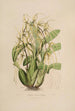 Sertum orchidaceum Una corona de las flores de orquídea más bellas Pl06 - John Lindley — vista de la obra