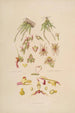 Sertum orchidaceum Una corona de las flores de orquídea más bellas Pl08 - John Lindley — vista de la obra